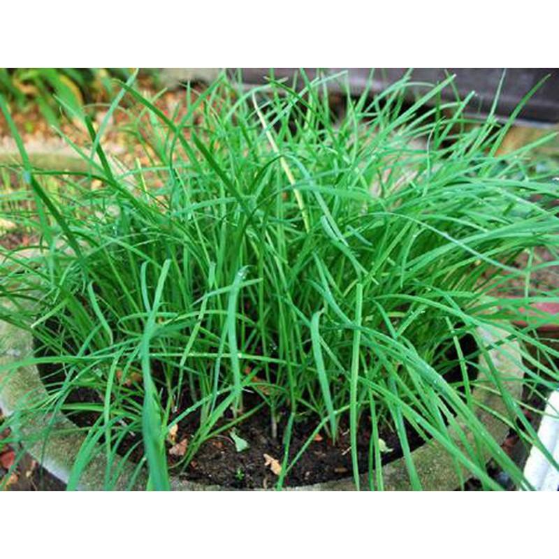 Hạt Giống Hẹ Lá Duyên Hải Gói 2gram TN174