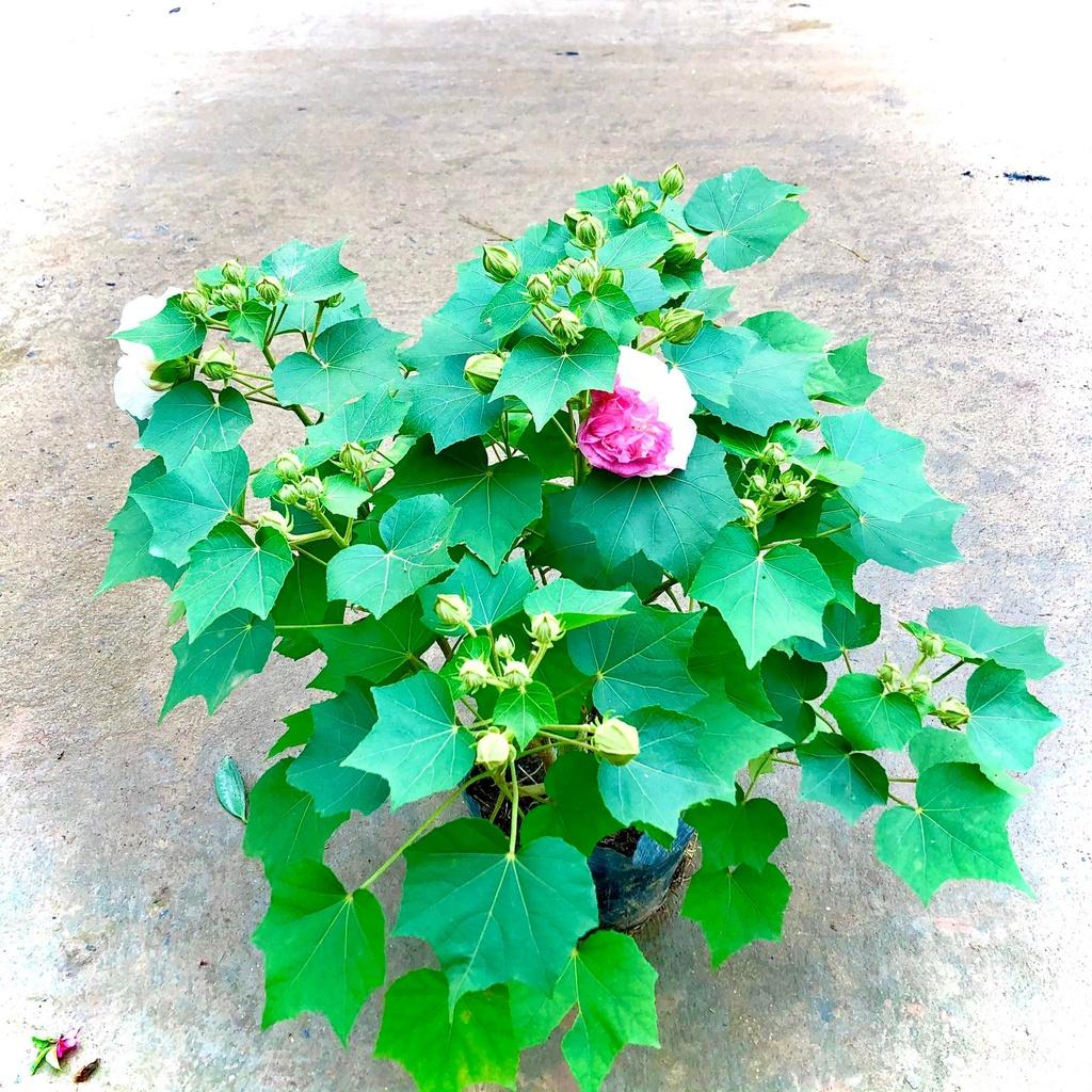 Cây hoa phù dung đổi màu đang hoa cao 70cm