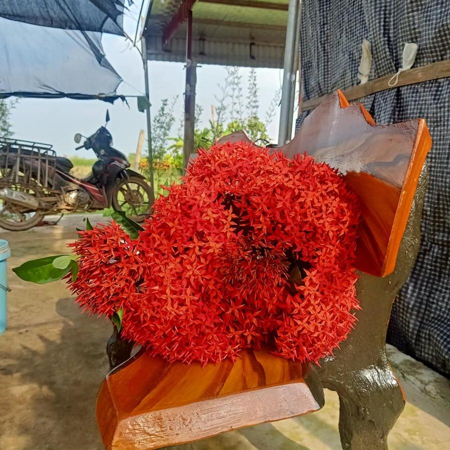 Mẫu Đơn Mỹ Giống 30cm Hoa Siêu To Quanh Năm Loại 01