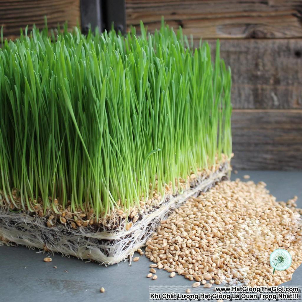 1Kg Hạt Giống Cỏ Lúa Mì Đỏ Cỏ Mèo Wheatgrass (A2.205| W20*V34)