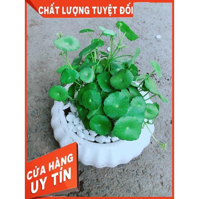Chậu Cỏ Đồng Tiền