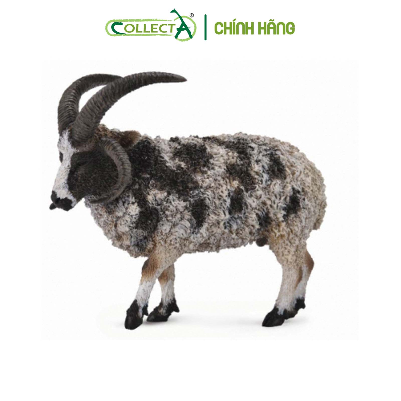 Mô hình thu nhỏ: Cừu Jacob bố - Jacob Sheep , hiệu: CollectA, mã HS 9650160[88728] - Chất liệu an toàn cho trẻ - Hàng chính hãng