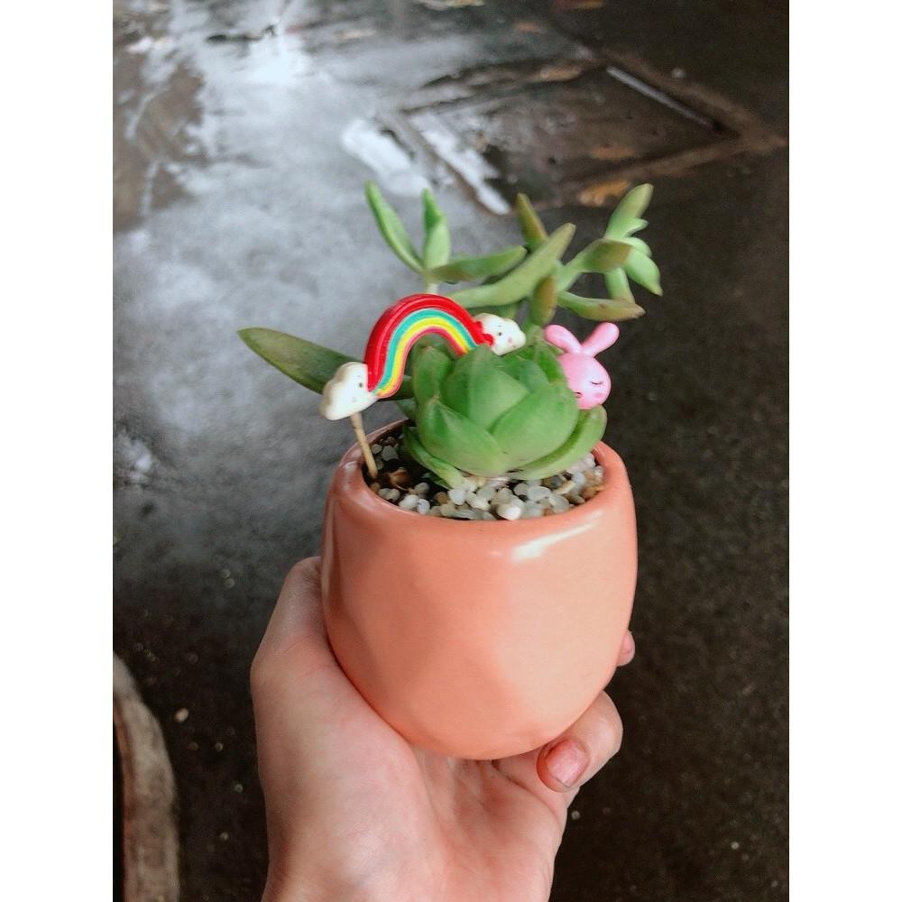 Chậu sen đá tiểu cảnh 5