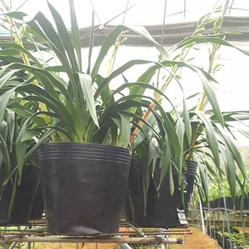 1.000 Chậu nhựa C7 17x15cm trồng cây ăn trái và hoa,bền 10 năm-77213