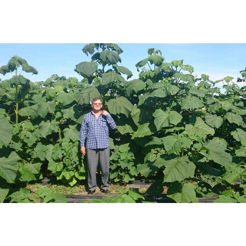 0.5 KG HẠT GIỐNG CÂY HÔNG