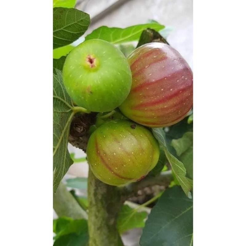 Sản phẩm CÂY SUNG MỸ SẴN QUẢ ĐỘC LẠ