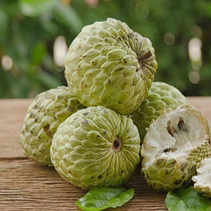 Cây giống na dai nhanh cho quả