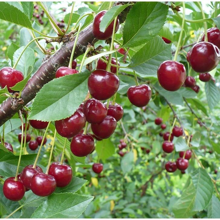 Hạt Giống Quả Anh Đào Cherry Xuất Xứ Đức (5H)