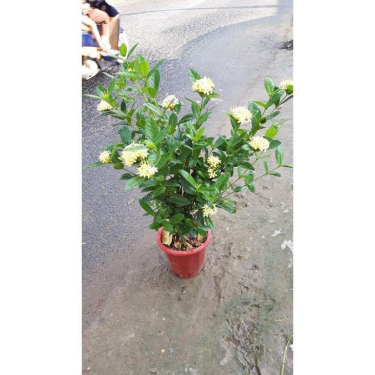 Mẫu đơn ta hoa vàng