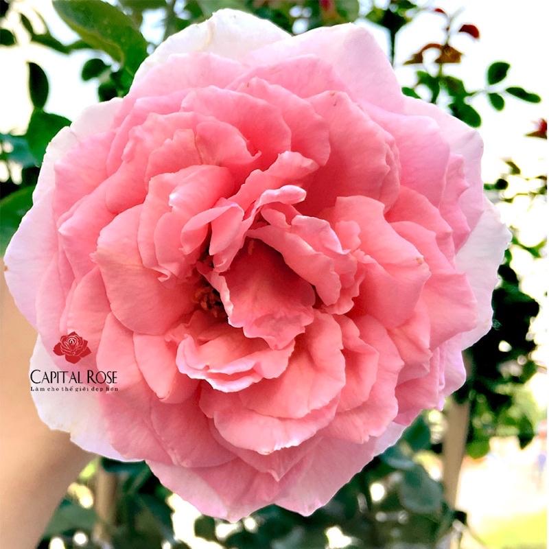 Hoa hồng Miranda rose - hồng bụi, hoa to, thơm