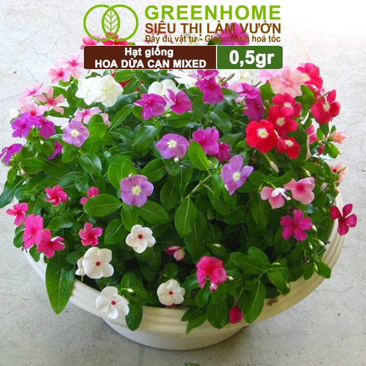 Hạt Giống Hoa Dừa Cạn Greenhome, Gói 0,03gr, Sai Hoa, Màu Rực Rỡ, Dễ Trồng Quanh Năm,Nảy Mầm Cao H09