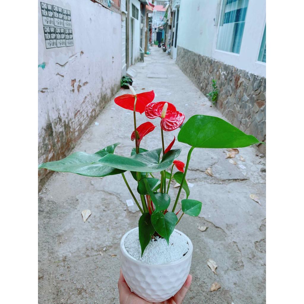 Chậu cây hồng môn Bán Chạy