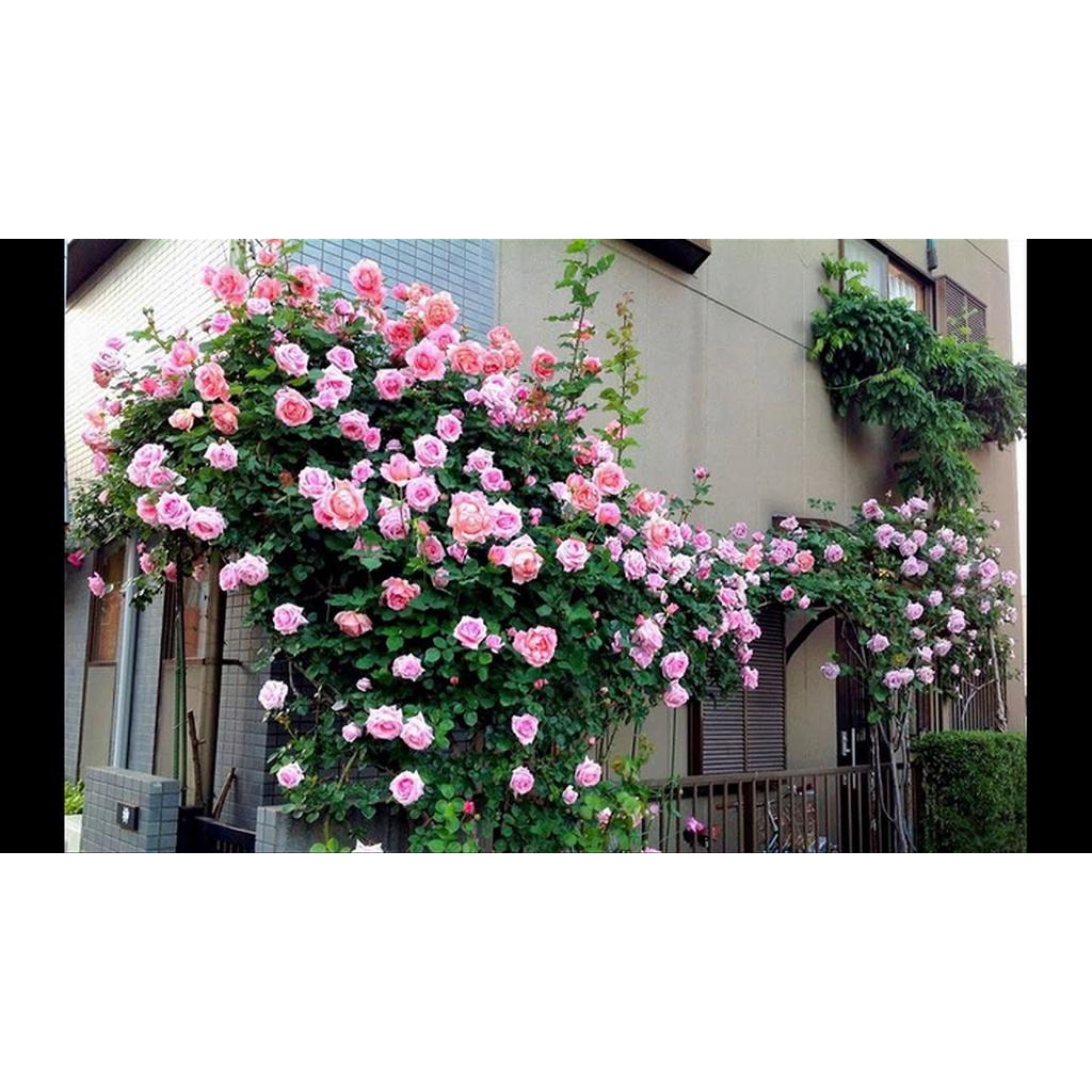 (PHẠM GIA FARM) Cây hoa hồng MON COUER chuẩn giống đang mầm 20 ngày cho hoa