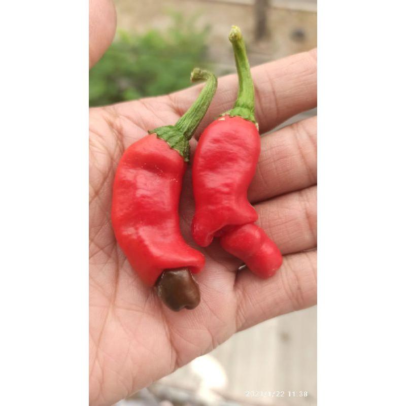 Phân bón hữu cơ