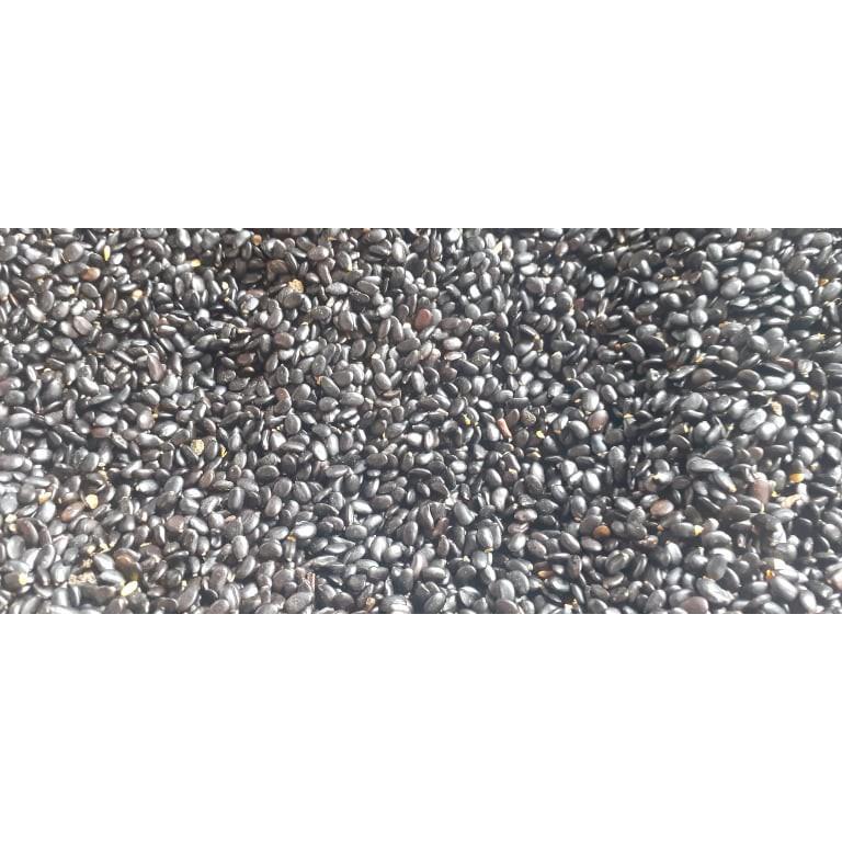 HẠT GIỐNG KEO TAI TƯỢNG TRỒNG RỪNG, CẢI TẠO ĐẤT - TÚI 1KG