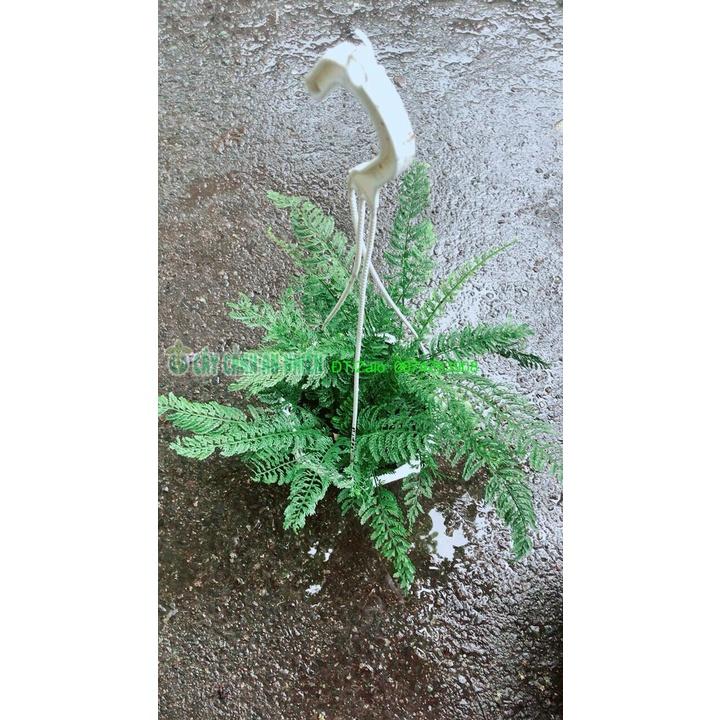 Chậu Dương Sỉ