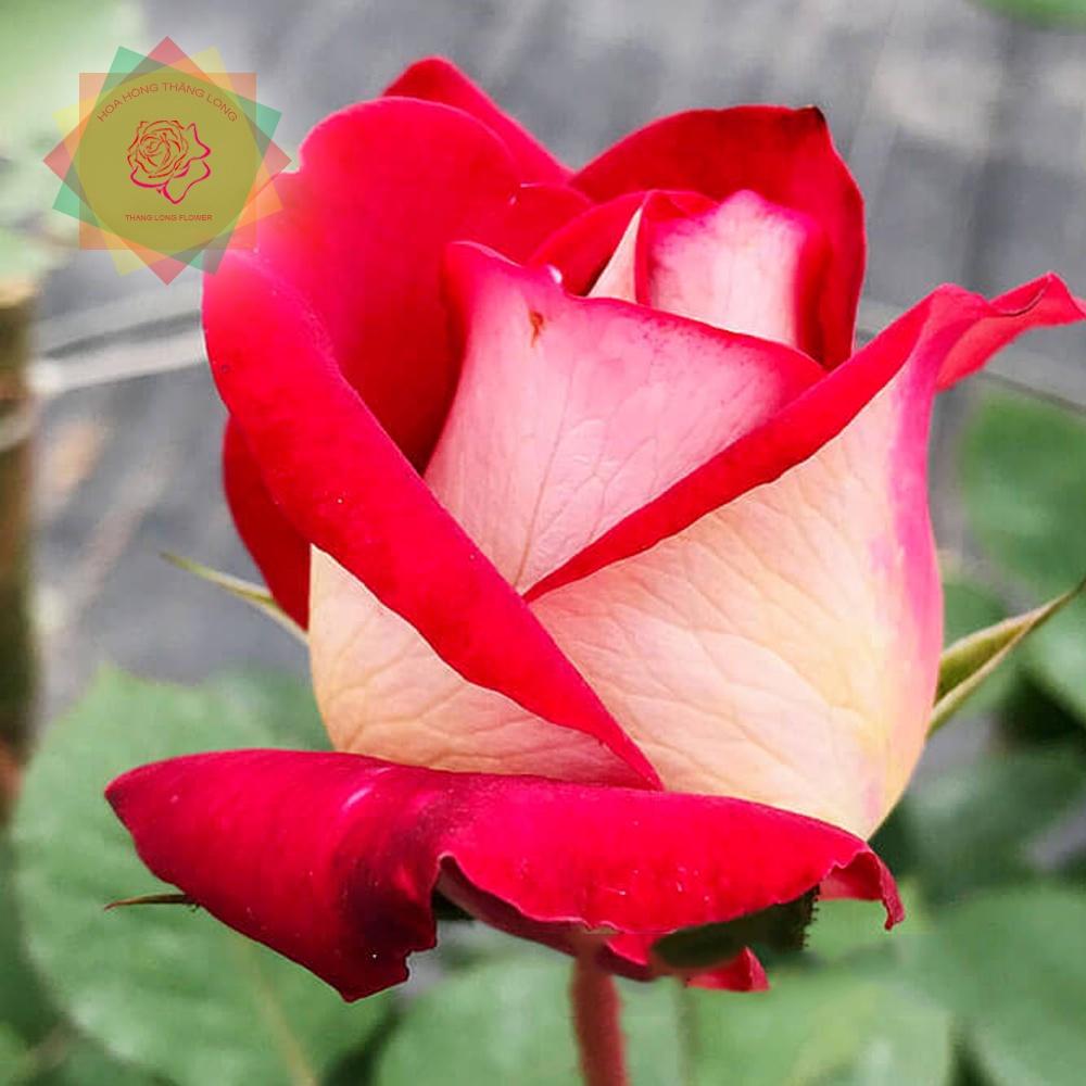 Hoa hồng ngoại Monica Bellucci Rose siêu đẹp