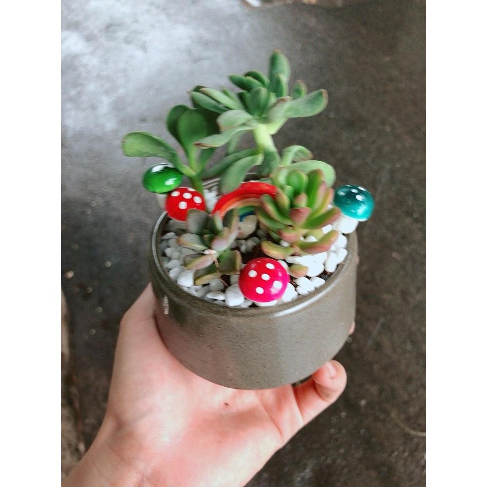 Chậu tiểu cảnh sen đá 4