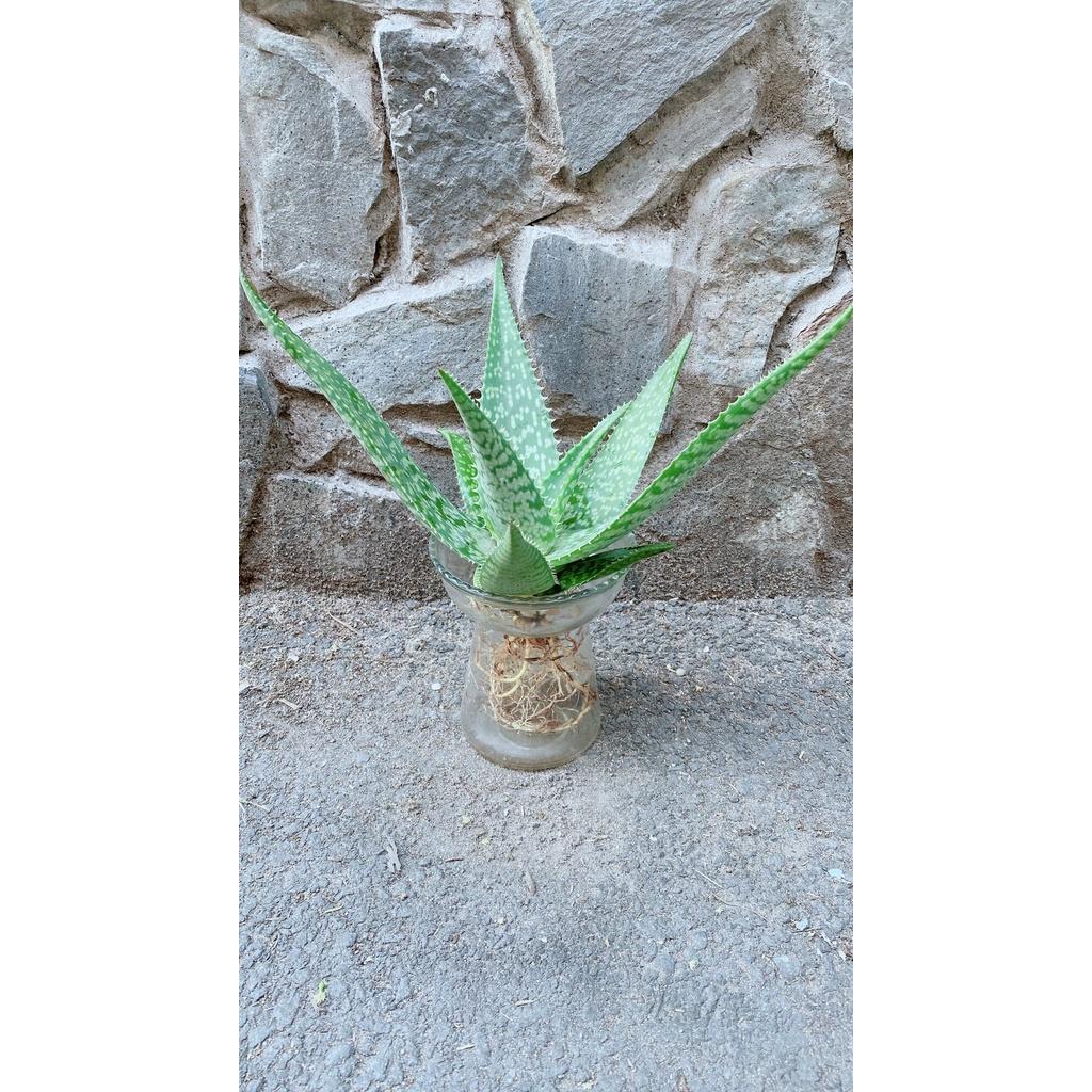 Chậu Cây Nha Đam Thái