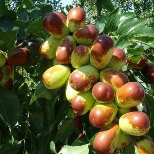 CÂY GIỐNG TÁO ĐỎ TÂN CƯƠNG , CAM KẾT GIỐNG CHUẨN F1