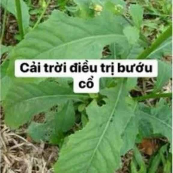 Cây cải trời sấy khô gói 1kg