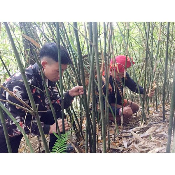 Cây giống trê măng dê  siêu ngon- đặc sản vùng tây bắc