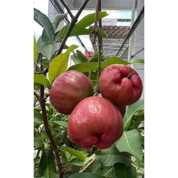 Cây Giống mận Đường Thái Lùn