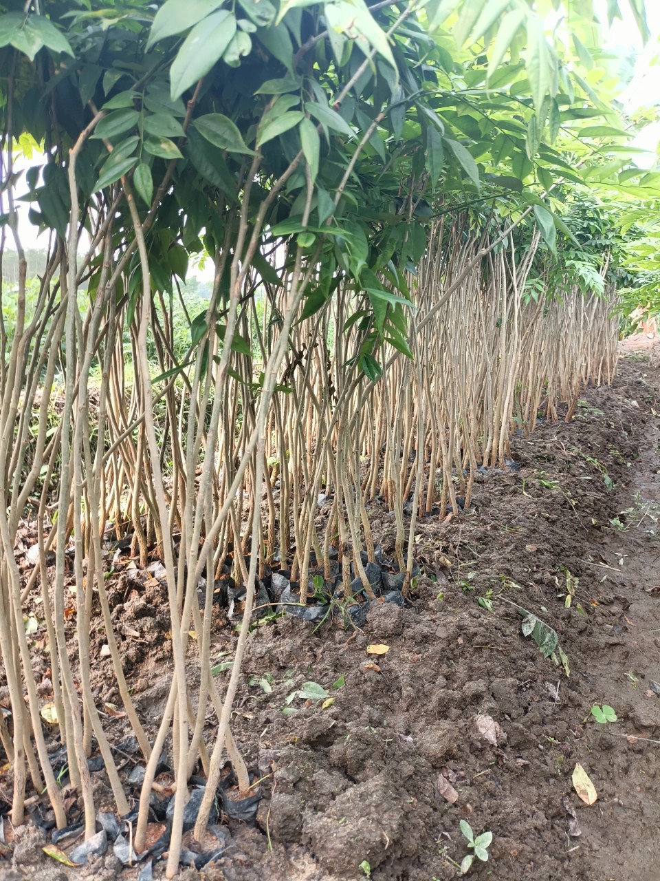 Combo 10 Cây Sưa Đỏ Cao 40Cm