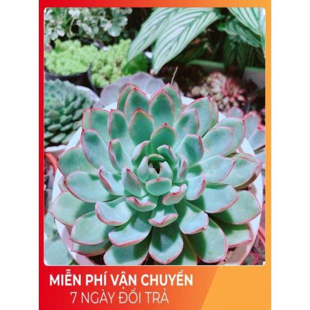 Sen Đá Size Đại