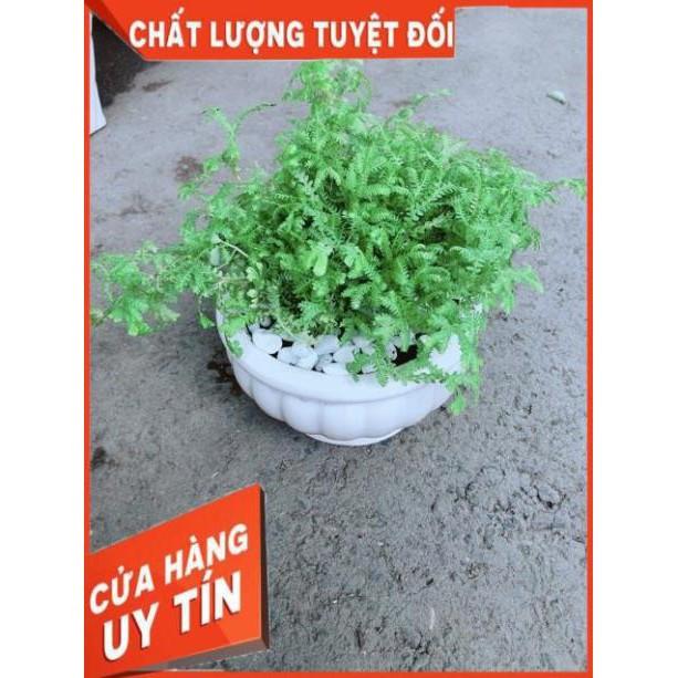Chậu Rêu Kiểng