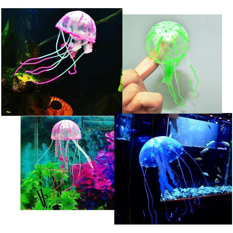 SỨA BIỂN TRANG TRÍ BỂ CÁ - TRANG TRÍ THỦY SINH