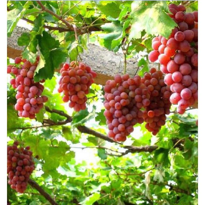 Hạt giống nho leo giàn Pháp KNS3443 - Gói 10 hạt