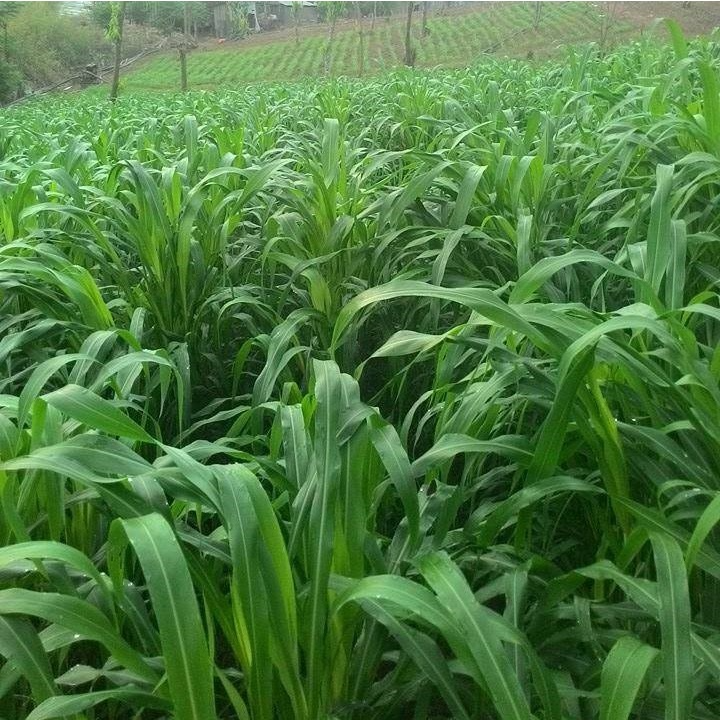 Hạt giống cỏ Sudan Super BMR - Cỏ Họ Ngô - Hạt Giống Cỏ Chăn Nuôi