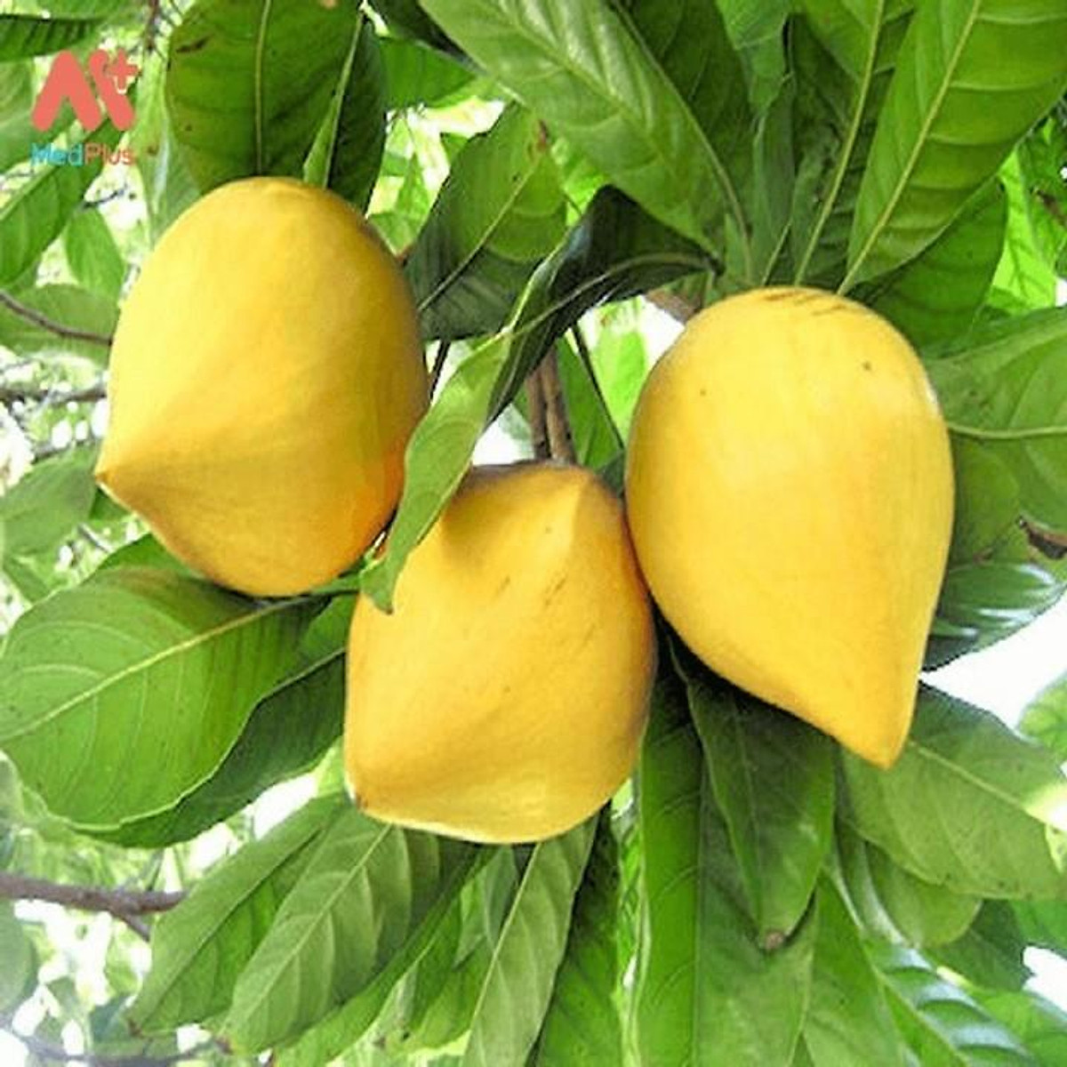 Cây Giống Lêkima