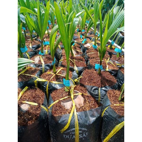 Cây giống dừa sáp chuẩn f1