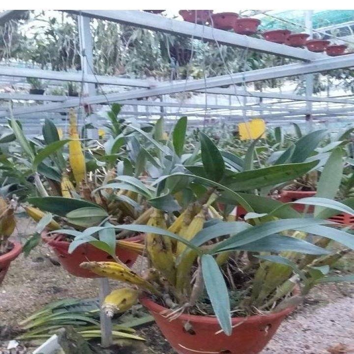 Phong Lan Sơn Thủy Tiên