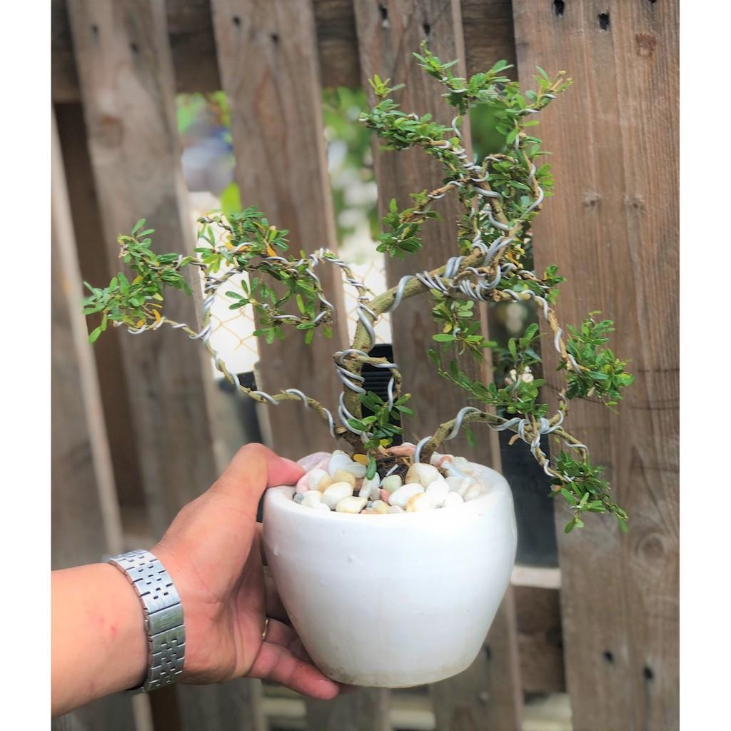 Chậu cây linh sam Bonsai mini