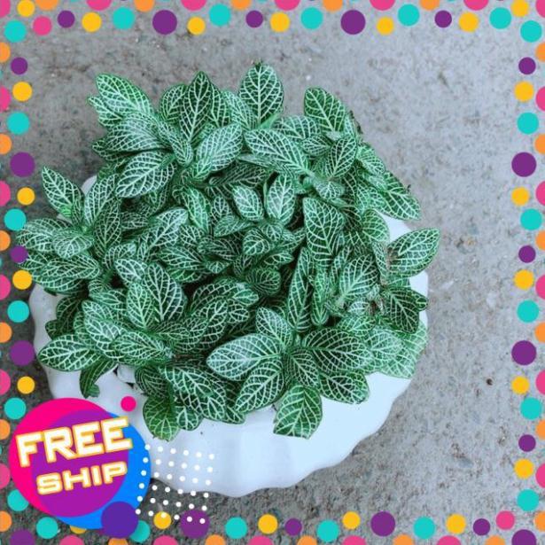 Chậu Cẩm Nhung Xanh