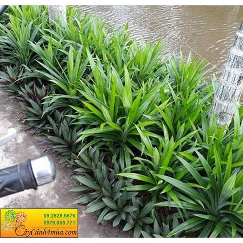 Cây Lá Nếp Thơm