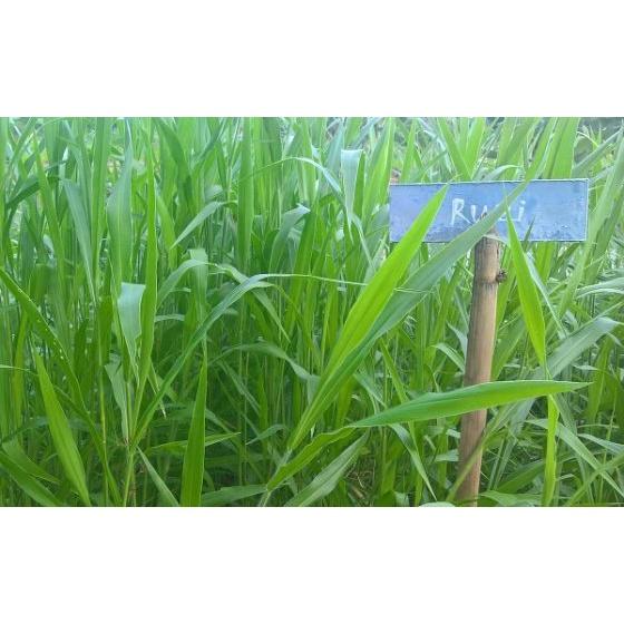 1kg Hạt giống cỏ RUZI - chỏ chịu dẫm đạp - Hạt giống cỏ chăn nuôi loại 1