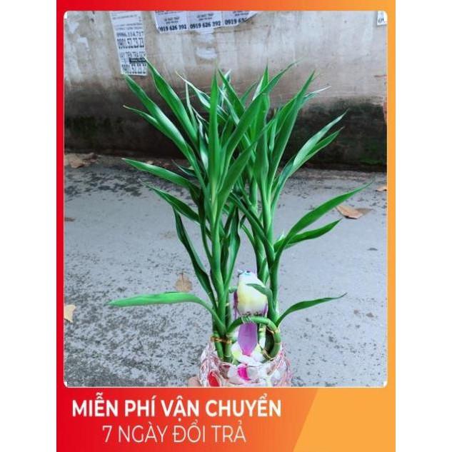 Chậu Cây Phát Tài