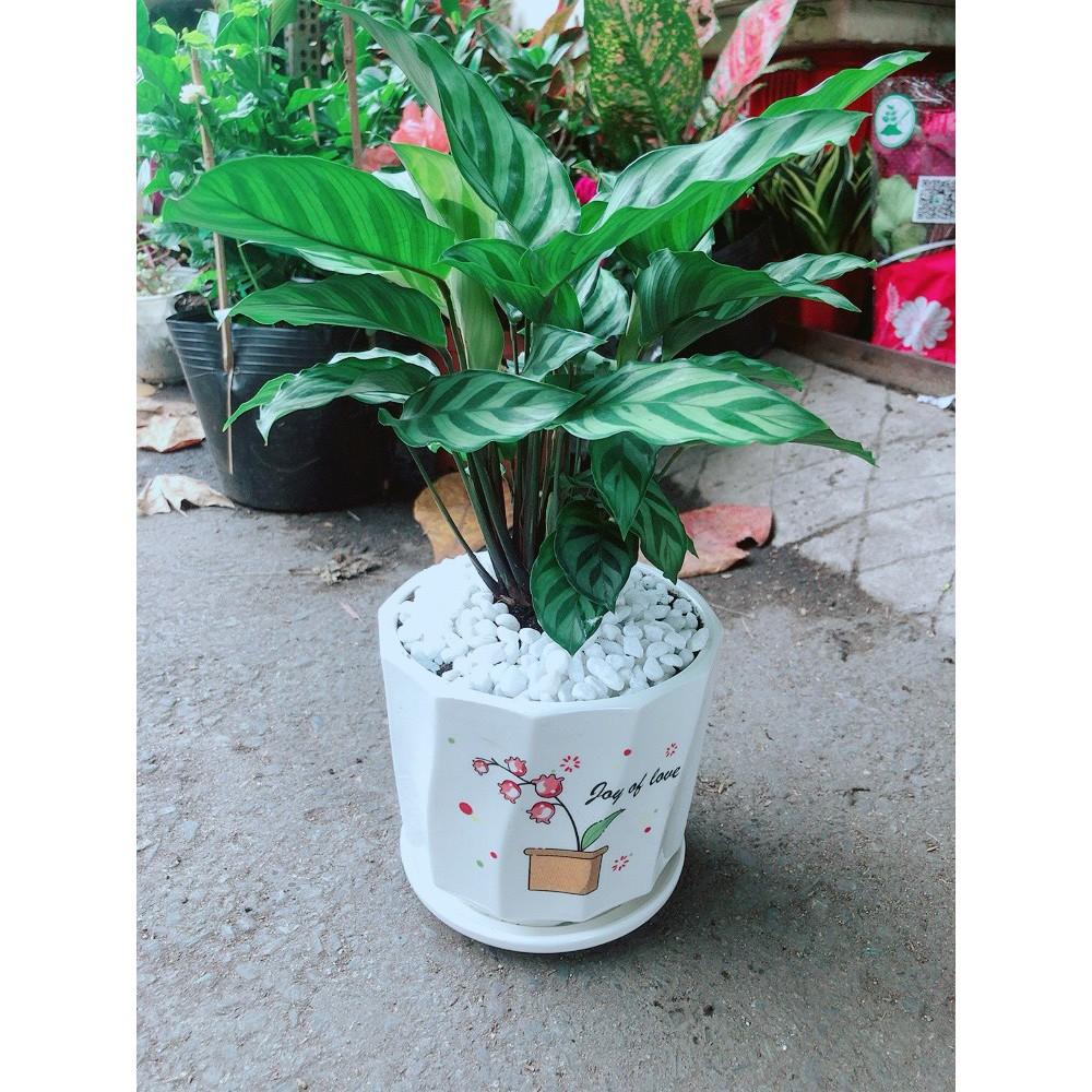 Chậu Cây Hồng Môn