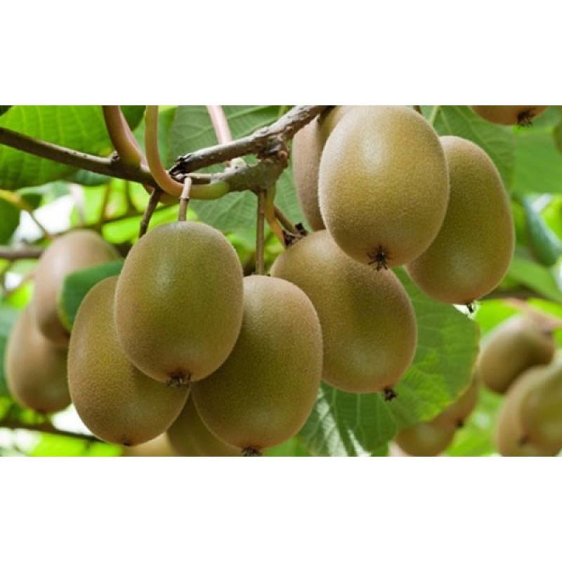 CÂY GIỐNG KIWI LEO GIÀN RUỘT VÀNG DÒNG QUẢ SỚM