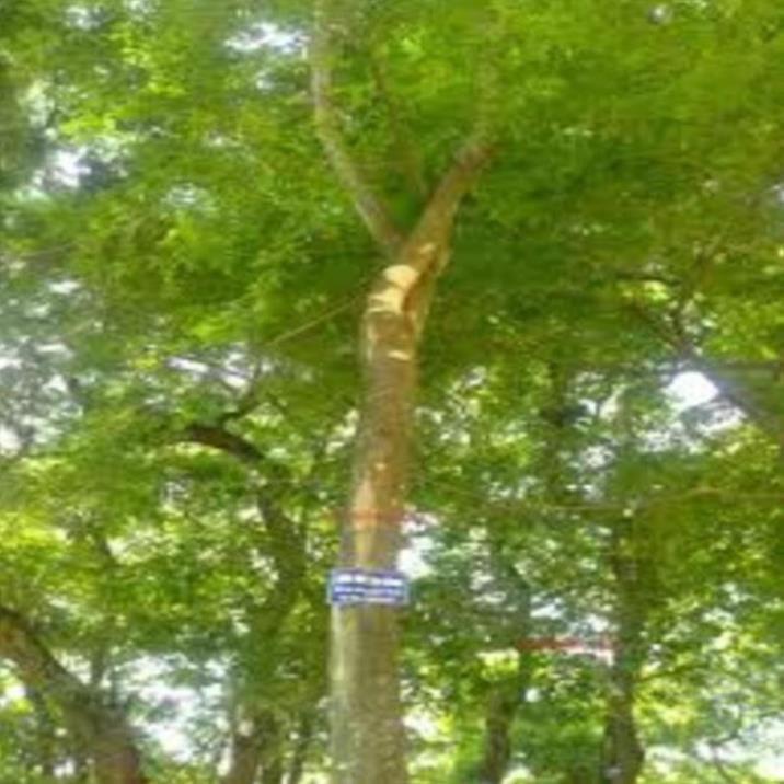 Cây giống Sưa đỏ có giá trị kinh tế cao