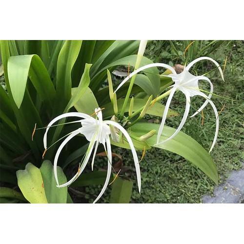 CÂY GIỐNG ĐẠI TƯỚNG QUÂN
