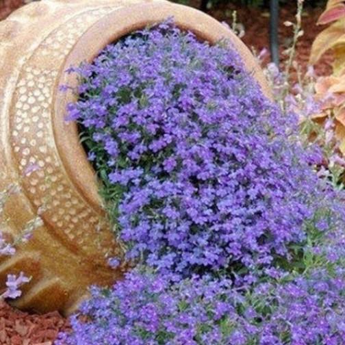 361A GÓI 50h Hạt Giống Hoa Leo Đá Lâu Năm Chịu Hạn