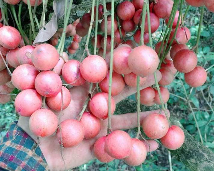 Cây dâu da đất, cây cây da đất ghép cho quả sớm siêu ngon