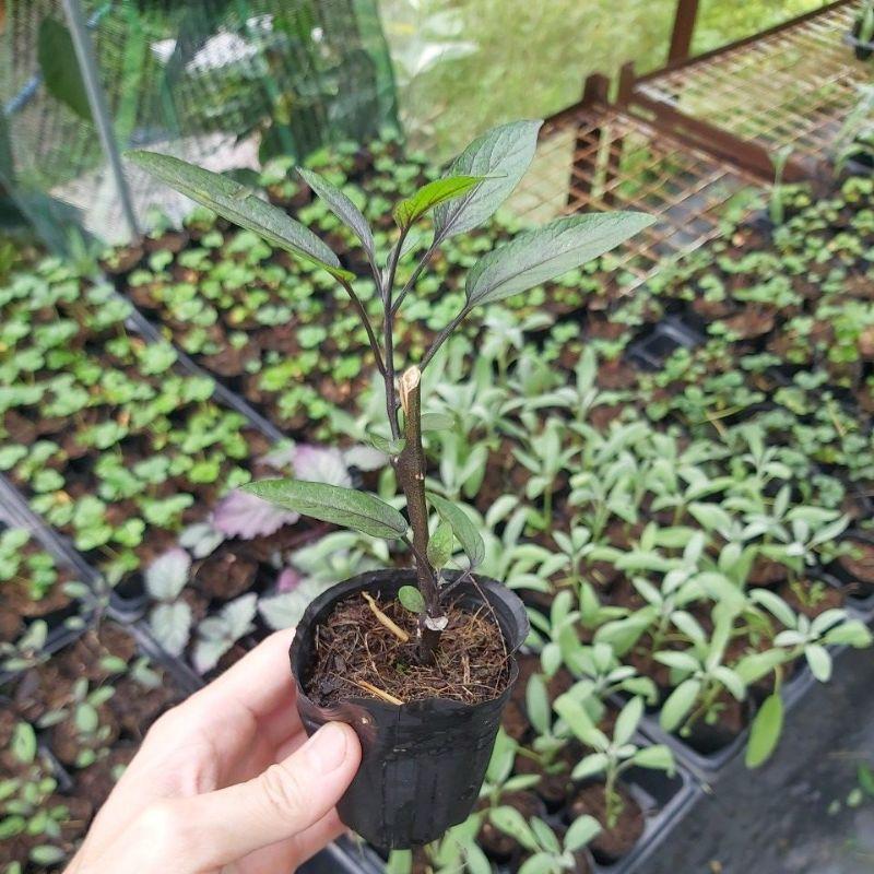 1 cây giống dưa hấu pepino tím