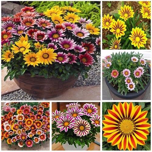 Hạt Giống Hoa Cúc Huân Chương Mix màu