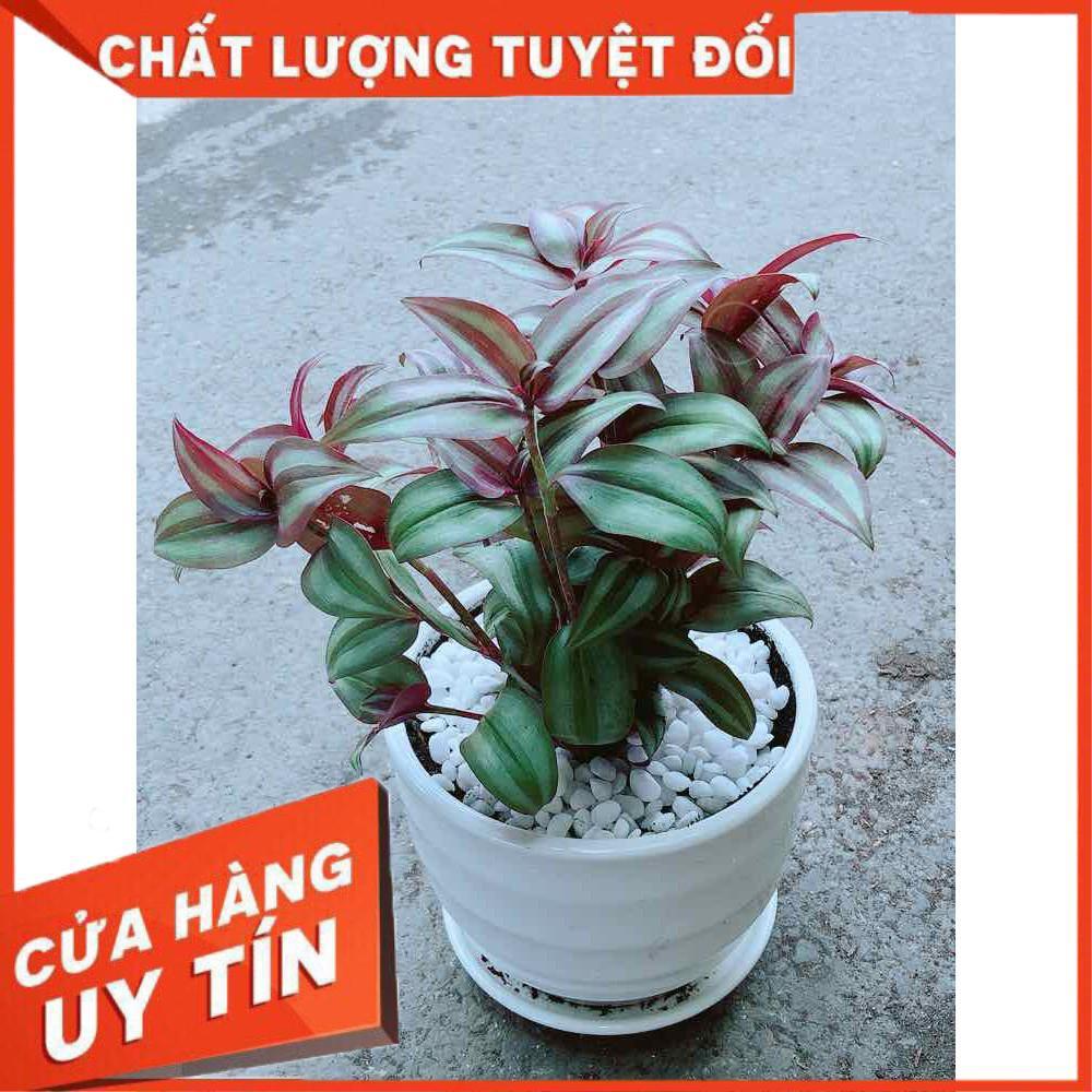 Cây Thài Lài Tím Nhiều Người Mua